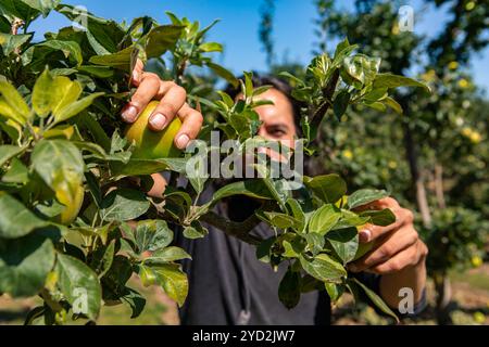 L'uomo dietro i rami del melo Foto Stock