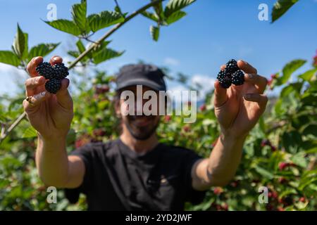 L'uomo felice contiene frutti di more mature Foto Stock