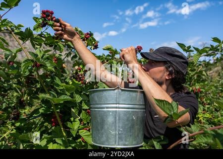 Uomo che raccoglie le more mature in secchio Foto Stock