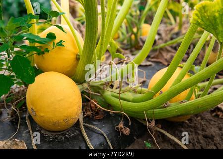 Zucche gialle a cimella organica acuta Foto Stock