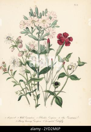 Soapwort, Saponaria officinalis, garofano selvatico, Dianthus caryophyllus, vescica campion, Silene vulgaris, campion marino, Silene uniflora, campion fruttifero, Cucucubalus baccifera, e catchfly variegata, Silene gallica. Litografia colorata a mano di Henry Noel Humphreys dopo un'illustrazione botanica di Jane Loudon dal suo libro British Wild Flowers, William Smith, Londra, 1846. Foto Stock