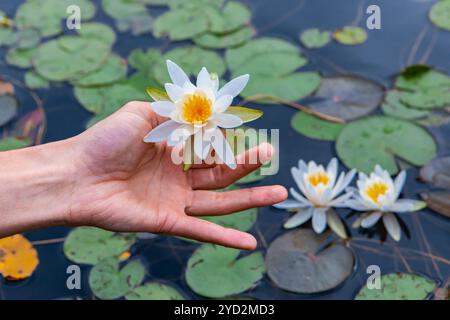 Uomo che tiene il loto bianco sul lago Foto Stock