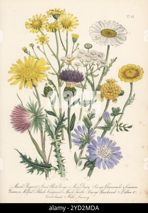 Ragwort di palude, Senecio aquaticus, Great White bue-eye, Chrysanthemum leucanthemum, bue-eye camomilla, Anthemis tinctoria, yarrow, Achillea millefolium, black knapweed, Centaurea nigra, cardo di muschio, noci di Carduus, alghe di falco arancioni, Hieracium aurantiacum, barba di capra gialla, Tragopogon pratensis e succorio selvatico, Cichorium intybus. Litografia colorata a mano di Henry Noel Humphreys dopo un'illustrazione botanica di Jane Loudon dal suo libro British Wild Flowers, William Smith, Londra, 1846. Foto Stock