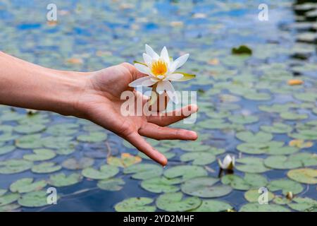 Uomo che tiene il loto bianco sul lago Foto Stock