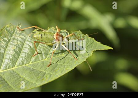 Cavalletta steppa, cavalletta steppa (Ephippiger ephippiger), cavalletta a pinna lunga, inclusa nella lista rossa tedesca, con protezione speciale Foto Stock