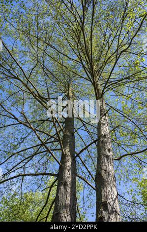 Ontano nero (Alnus glutinosa), cime degli alberi in primavera con foglie verdi fresche, cielo azzurro, Turingia, Germania, Europa Foto Stock