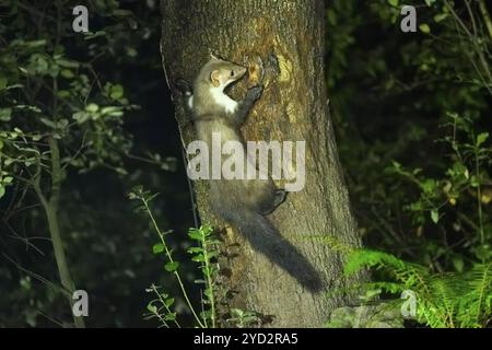 Martora di faggio (Martes foina) arrampicata su un albero, fauna selvatica in una foresta, Parco Nazionale di Montseny, Catalogna, Spagna, Europa Foto Stock