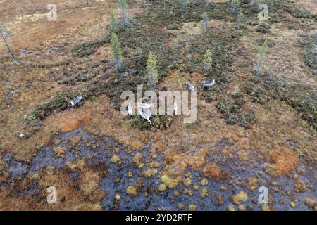 Drone girato, vista aerea, palude, ormeggio in autunno con renne, Lapponia, Finlandia, Europa Foto Stock