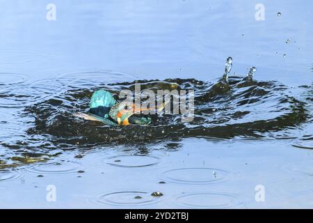 Il pescatore comune (Alcedo atthis) vola fuori dall'acqua dopo aver cacciato pesci, Wildife, Catalogna, Spagna, Europa Foto Stock