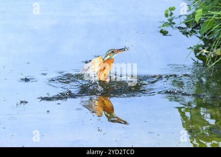 Il pescatore comune (Alcedo atthis) vola fuori dall'acqua dopo aver cacciato pesci, Wildife, Catalogna, Spagna, Europa Foto Stock