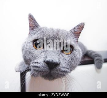 Un gattino grigio giace su uno sfondo bianco. Gattino carino. Gatto britannico. Copertina di un album o di un notebook. Gatto divertente. Grandi occhi di gatto. ISO Foto Stock