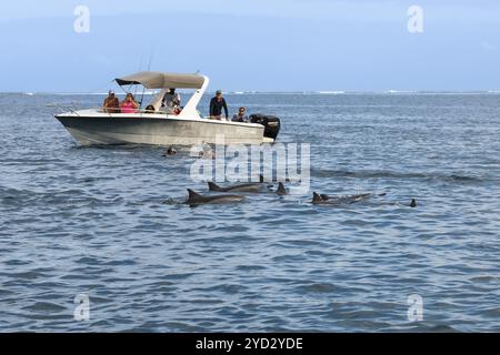 Turisti che nuotano, fanno snorkeling con delfini, delfini spinner (Stenella longirostris), delfino spinner, Tamarin, Oceano Indiano, isola, Mauritius, Afri Foto Stock