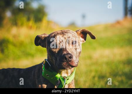 Pit Bull Terrier Foto Stock