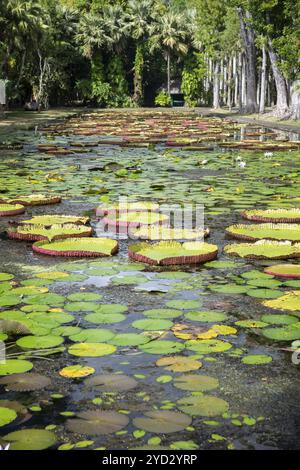 Stagno, gigli giganti, Victoria, Victoria Plant (Nymphaeaceae), Sir Seewoosagur Ramgoolam Botanical Garden, SSR Botanical Garden, anche Pamplemousse Foto Stock