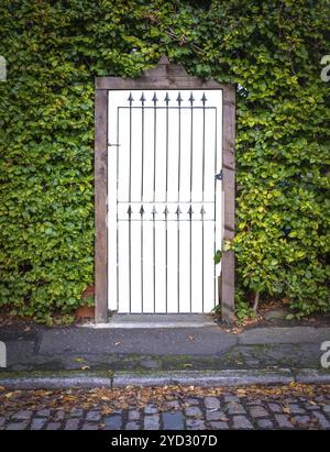 Un cancello in un hedge al di fuori DI UNA casa di lusso, con sfondo isolato Foto Stock
