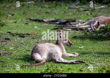 Canguro che riposa in un'area erbosa di terra boschiva Foto Stock