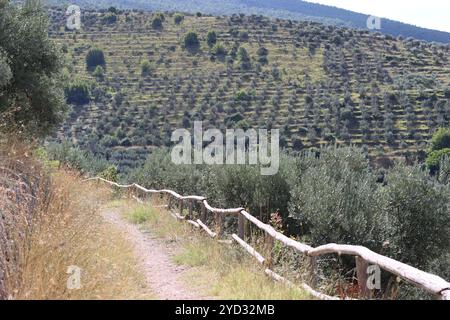 Sentiero per passeggiate che si snoda tra gli oliveti durante il sole estivo Foto Stock