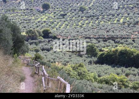 Sentiero per passeggiate che si snoda tra gli oliveti durante il sole estivo Foto Stock