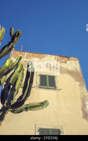 Un Grungy tradizionale Spagnola o Messicana di stile Home su una luminosa giornata soleggiata con un cactus in primo piano Foto Stock