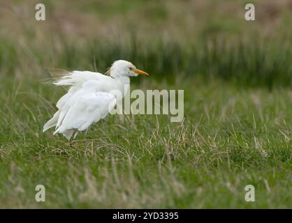 Egret di bestiame (Bubulcus ibis) su praterie nel Norfolk Foto Stock