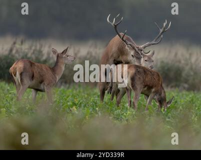 Cervo rosso (Cervus elephus) cervo accoppiato con un cervo di prima mattina, Norfolk Foto Stock