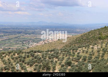 Vista su una collina coperta di ulivi verso Trevi, Umbria Foto Stock