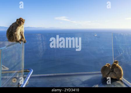 Un primo piano di scimmie Macaque barbarie sulla piattaforma di vetro Skywalk di Gibilterra nella riserva naturale di Upper Rock Foto Stock