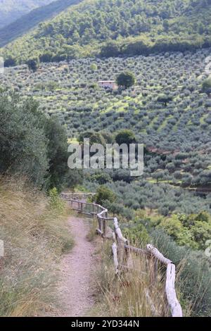 Sentiero per passeggiate che si snoda tra gli oliveti durante il sole estivo Foto Stock