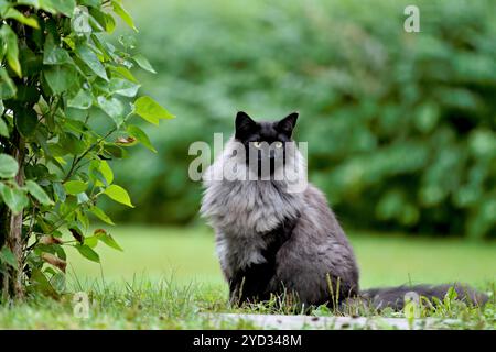 Un gatto della foresta norvegese di colore nero, seduto dietro alcune piante in giardino Foto Stock