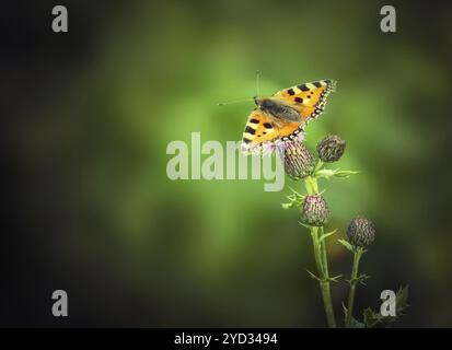 Bella Tartaruga Butterfly su un cardo scozzese con spazio di copia Foto Stock