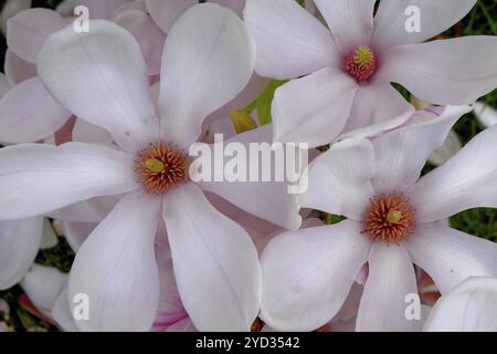 Tulip magnolia (Magnolia soulangeana) primo piano, fiori, giardino, Grebenstein, Assia Foto Stock