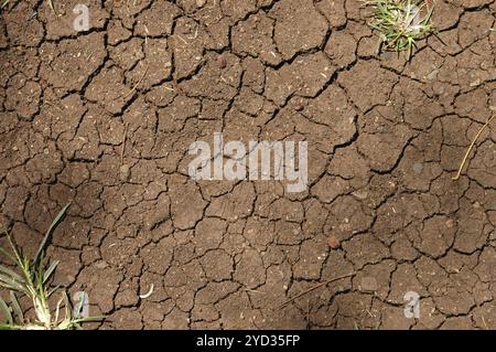 Immagine di sfondo della trama della terra incrinata con le piante Foto Stock