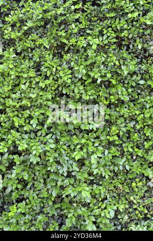 Abstract Texture di sfondo di una lussureggiante siepe verde Foto Stock