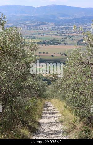 Sentiero per passeggiate che si snoda tra gli oliveti durante il sole estivo Foto Stock