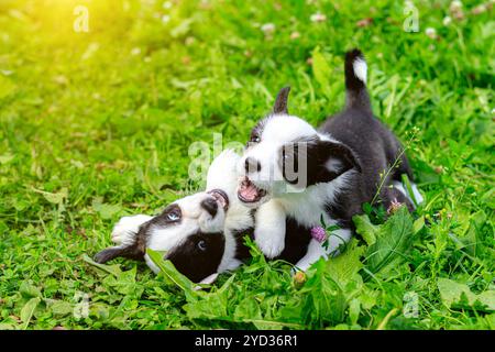 I cuccioli di Corgi giocano sull'erba . Cuccioli sull'erba. Gli animali da gioco. Animali domestici. Cane che cammina. Foto Stock