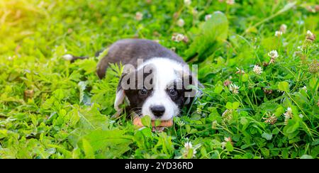 Il cardigan gallese Corgi è steso sull'erba. Un animale domestico. Un bel cane purosangue. Il concetto della grafica per i ma stampati Foto Stock