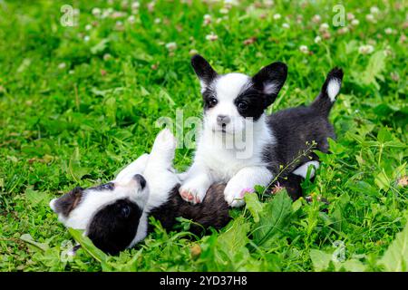 I cuccioli di Corgi giocano sull'erba . Cuccioli sull'erba. Gli animali da gioco. Animali domestici. Cane che cammina. Colore bianco e nero Foto Stock