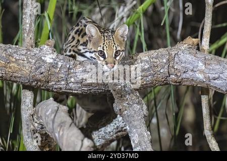 Ocelot (Leopardus pardalis), di notte, arrampicata su un ramo, contatto visivo, Pantanal, entroterra, zona umida, riserva della biosfera dell'UNESCO, patrimonio dell'umanità, Foto Stock