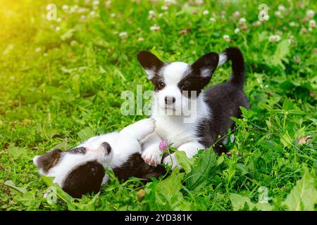 I cuccioli di Corgi giocano sull'erba . Cuccioli sull'erba. Gli animali da gioco. Animali domestici. Cane che cammina. Colore bianco e nero Foto Stock