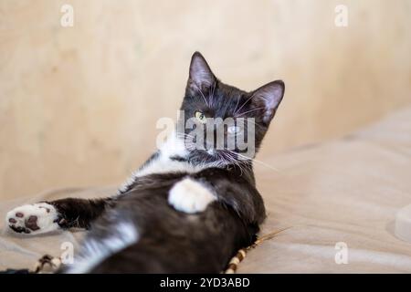 Un simpatico gatto bianco e nero è comodamente sdraiato su un morbido letto, godendosi il suo tempo e sembrando piuttosto rilassato nell'ambiente accogliente Foto Stock