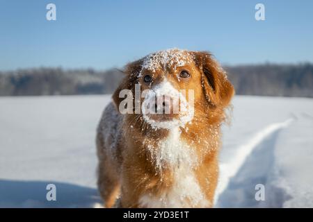 Cane carino durante la passeggiata nella neve profonda. Nova Scotia Duck Tolling Retriever in un paesaggio innevato. Foto Stock