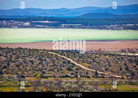 Vigneto e ulivi scanalatura dal lago di Vrana in Croazia Foto Stock