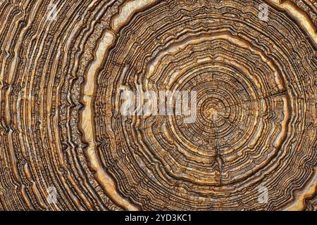 Fetta, taglia, sezione di legno di larice decorata con lavori intagliati e rivestimento verniciato. Macro shot di legno tagliato con anelli annuali. Primo piano. Foto Stock