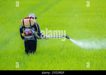 Fertilizzante liquido spray per agricoltori. Disinfestazione con sostanze chimiche pericolose negli impianti agricoli. Applica pesticidi tossici su una risaia. Foto Stock