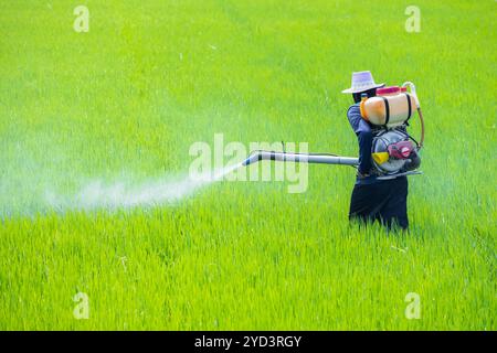 Fertilizzante liquido spray per agricoltori. Disinfestazione con sostanze chimiche pericolose negli impianti agricoli. Applica pesticidi tossici su un campo di riso verde. Foto Stock