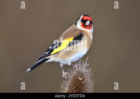 goldfinch adulto che si nutre con la testa di semina del cucchiaino in inverno. Dorset, Regno Unito gennaio 2019 Foto Stock