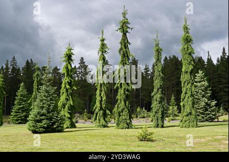 Abeti illuminati dal sole nel giardino botanico Foto Stock