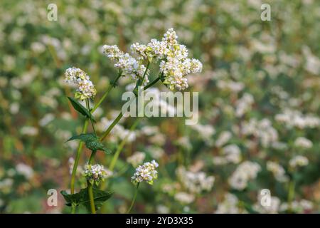 Primo piano di delicati fiori bianchi di grano saraceno in piena fioritura, circondati da foglie verdi lussureggianti Foto Stock