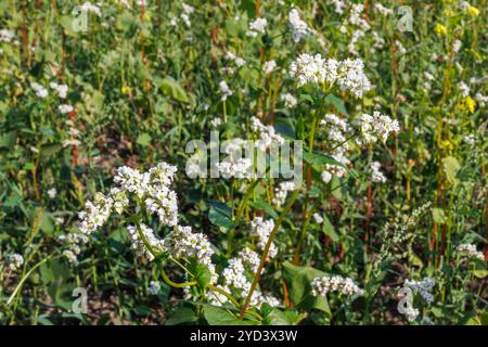 Primo piano di delicati fiori bianchi di grano saraceno in piena fioritura, circondati da foglie verdi lussureggianti Foto Stock