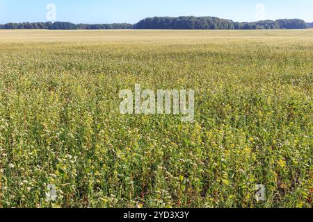 Un bellissimo campo di grano saraceno fiorito sotto un cielo azzurro limpido con alberi sullo sfondo Foto Stock